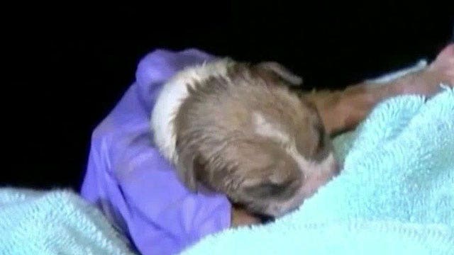 Newborn puppy saved from drain pipe