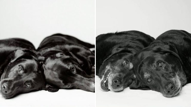 Book shows dogs aging from puppyhood to old age