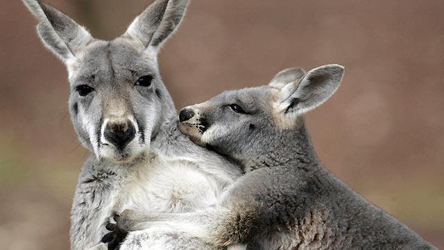 Kennedy's Topical Storm: Kangaroo Apocalypse