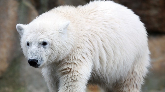 What humans can learn from the polar bear Knut's death