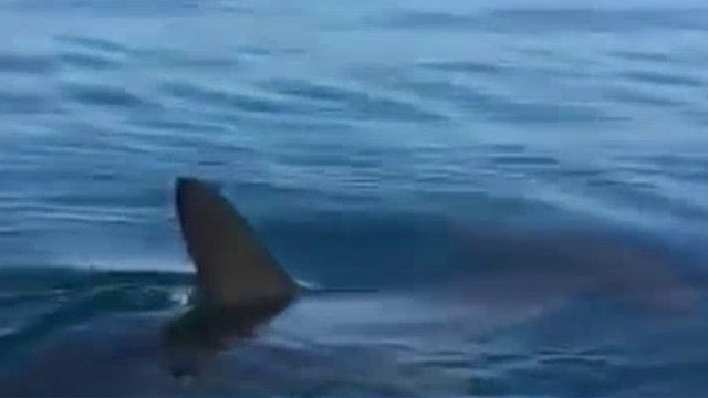 California beach closes after hammerhead shark sighting