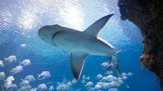 Shark sightings on the rise?