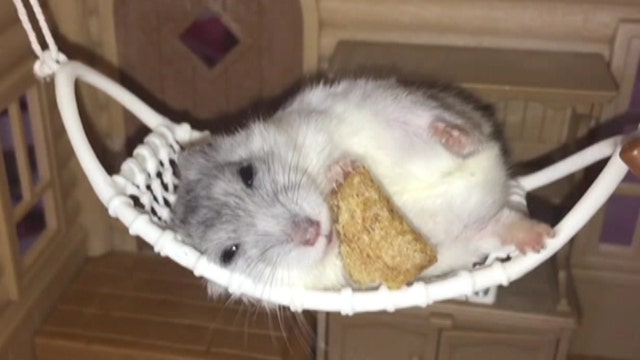 Chillest hamster ever? 