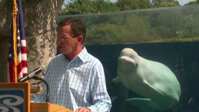 Beluga whale steals the spotlight at press conference