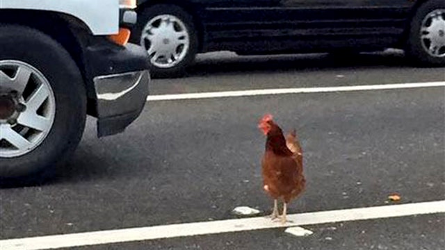 Chicken forgets punchline? Fowl causes four-hour traffic jam
