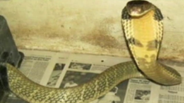 King cobra escapes from Florida home