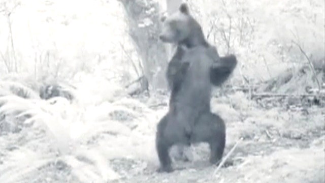 Bear falls in the forest: clumsy or drunk?
