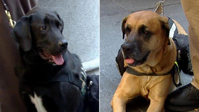 K9s For Warriors pairs service dogs with veterans