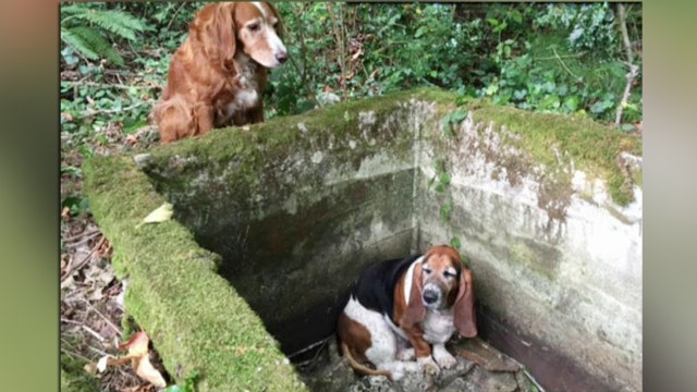 Dog's best friend: Canine stays with her trapped companion
