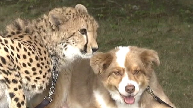 Cheetah and dog form unlikely bond at conservation center