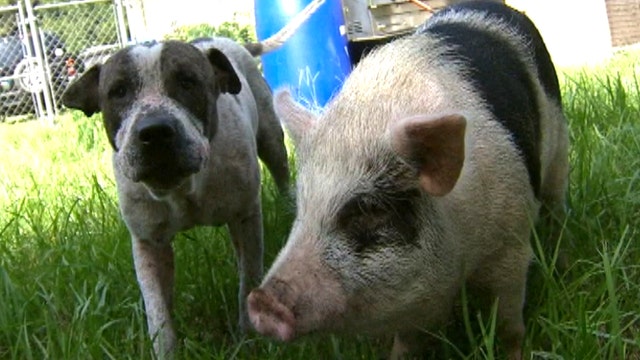 Lost dog and pig found wandering together
