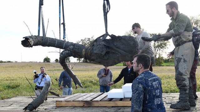 Michigan farmer unearths rare mammoth fossil in wheat field