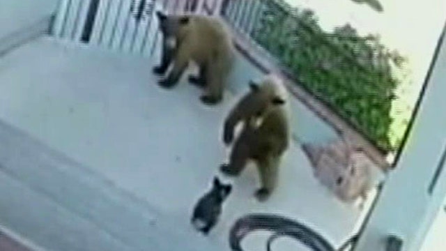 Fearless French bulldog chases bears away from home