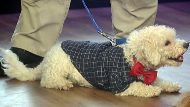 After the Show Show: Shelter pet portraits