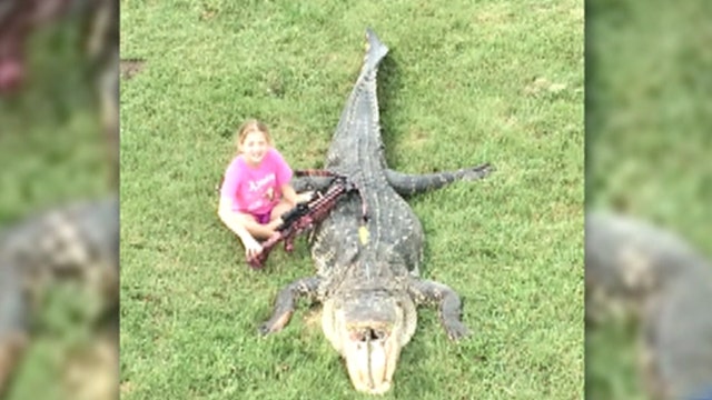 Fox Flash: Young girl nabs record-breaking gator
