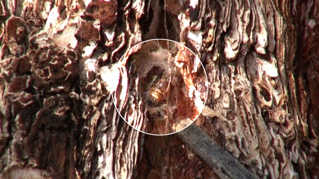 Destructive tussock moth outbreak threatens pine tree supply