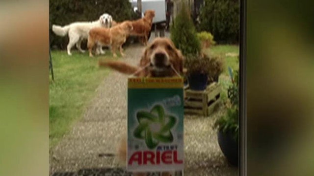 Golden retrievers fetch the family groceries