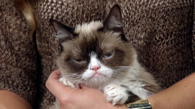 Fox Flash: Grumpy Cat is back