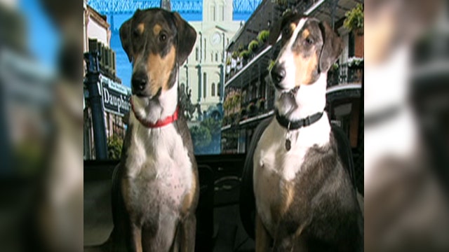 Canine carbon copy: Couple clones beloved dog twice