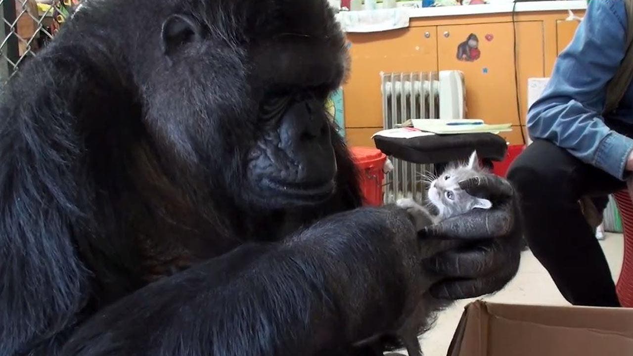Watch This Adorable Video Of A Gorilla Cuddling Kittens Fox News 