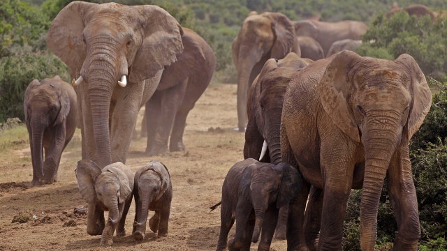 Are elephants a game changer for cancer research? 