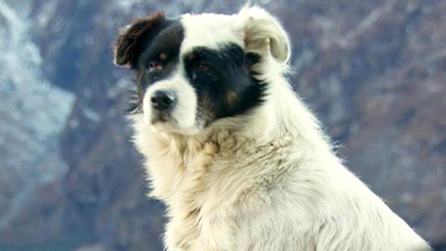 Has science solved debate over where dogs came from?