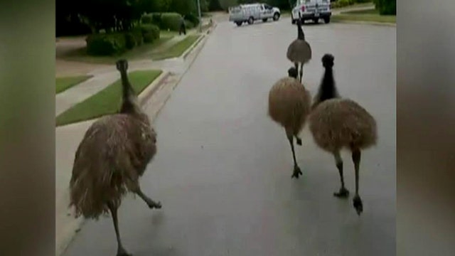 Emus on the loose! Cops chase escaped birds around town