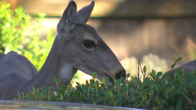 Deer in Oregon town terrorizing residents, ruining property