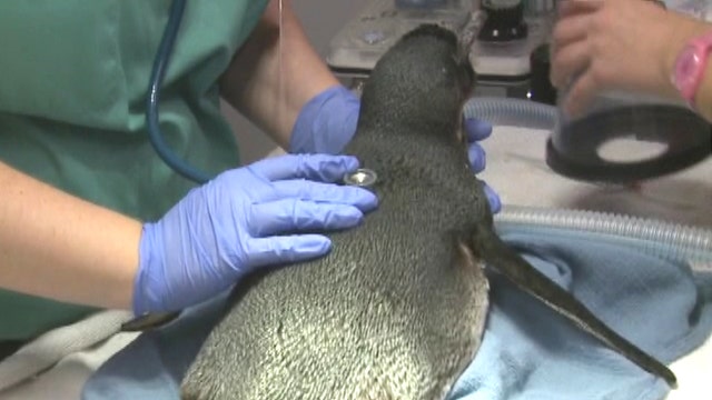 Penguin undergoes cataract surgery