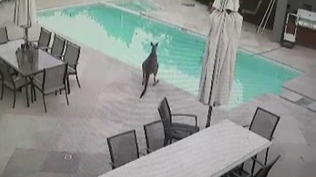 Family rescues kangaroo from pool