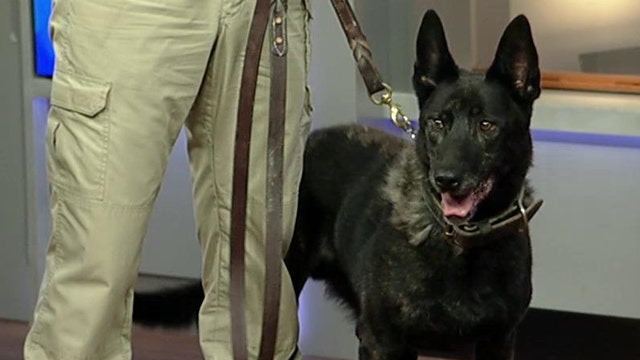 Amazing bomb-detecting dogs show off their skills