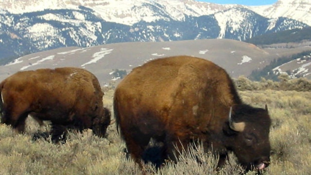 New treatments help save purebred bison from extinction