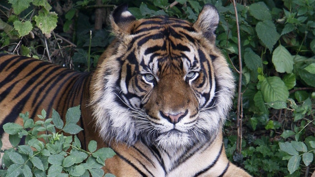 Allegedly drunk woman bit by tiger after sneaking into zoo