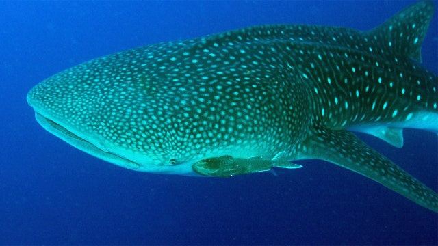 Whale sharks could hold clues about fighting diseases