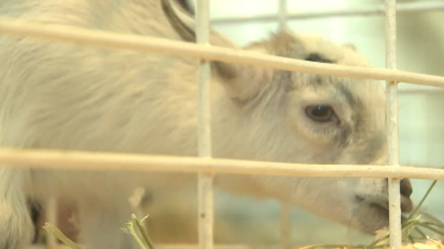 Stolen baby pygmy goat returned to its mother