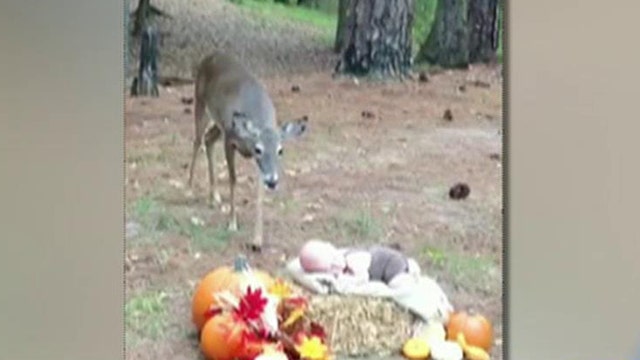 Deer photobombed sleeping baby and the result was magical