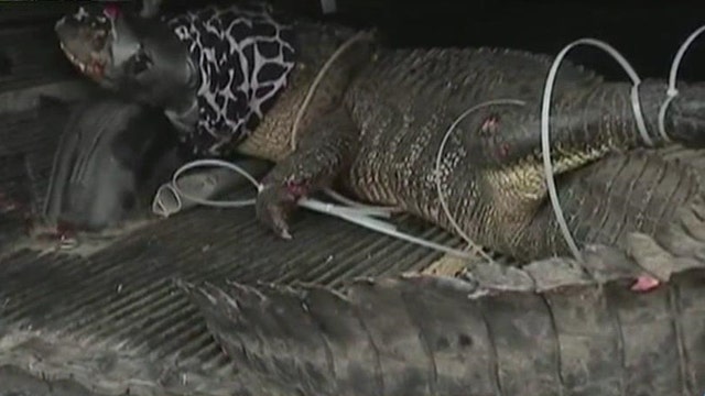 12-foot alligator caught at Texas strip mall