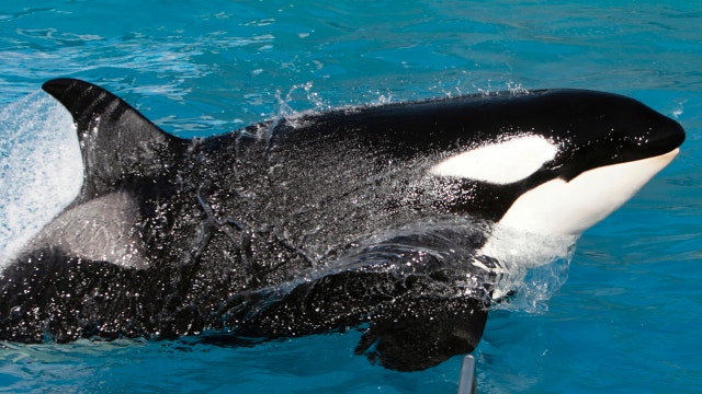 Free Willy? SeaWorld to end killer whale show