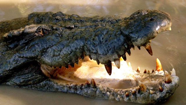 Report: Indonesia may use crocodiles as prison guards