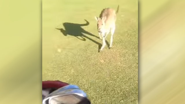 Crabby kangaroo chases screaming golfers