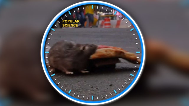 Robot rat skeeves New Yorkers