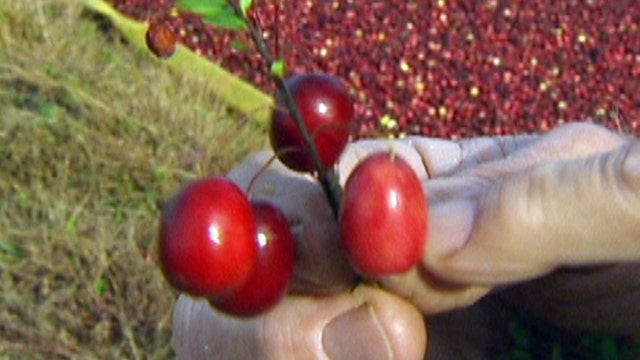 Cranberries' journey from bog to your table
