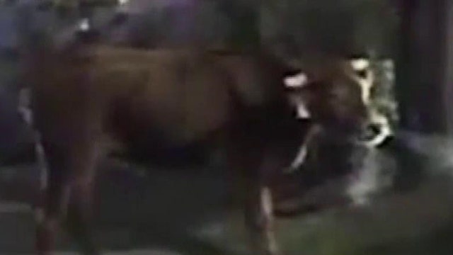 Fugitive cow takes police on a slow motion chase