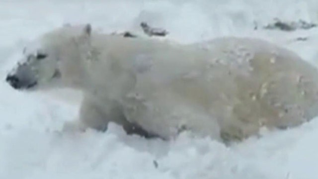 Polar bears play in snow at Wisconsin zoo