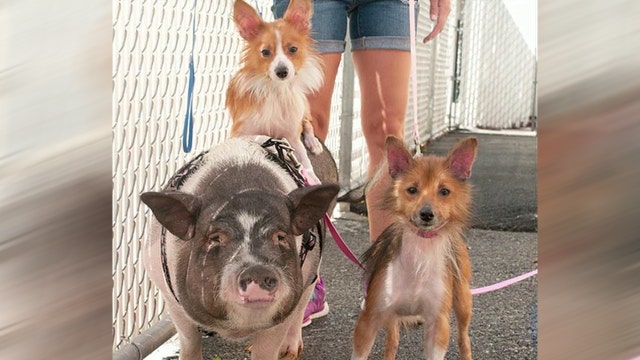 Pig and her two canine friends need a home together