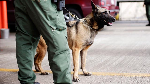 What abilities do security dogs have to prevent attacks?