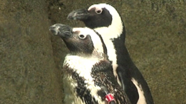 Zookeeper plays matchmaker for endangered penguins