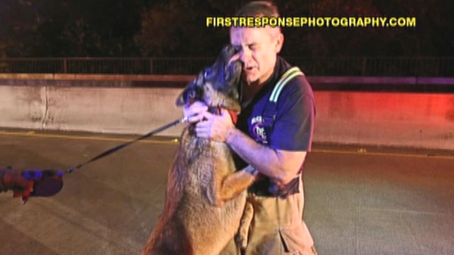 Fox Flash: Dog thanks man after rescue