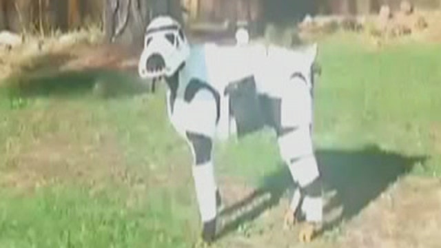 Kennedy's Topical Storm: Is this Darth Vader's dog?