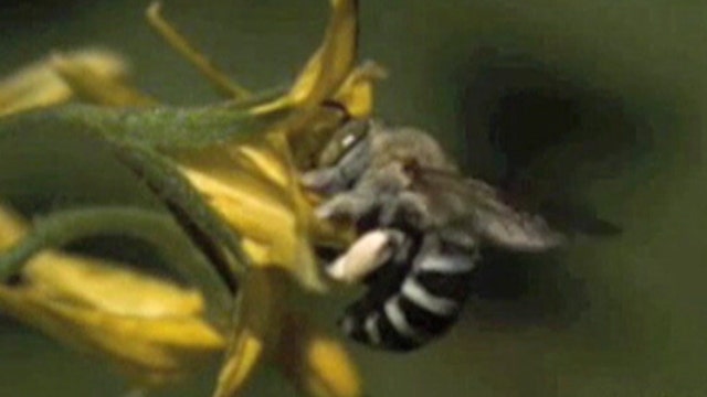 Raw video: Bee pollinates flower